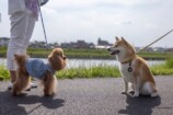 『シバのおきて』柄本時生の柴犬声も抜群の画像