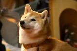 『シバのおきて』柄本時生の柴犬声も抜群の画像