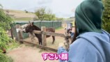 オーストラリアで動物と触れ合う仲里依紗親子