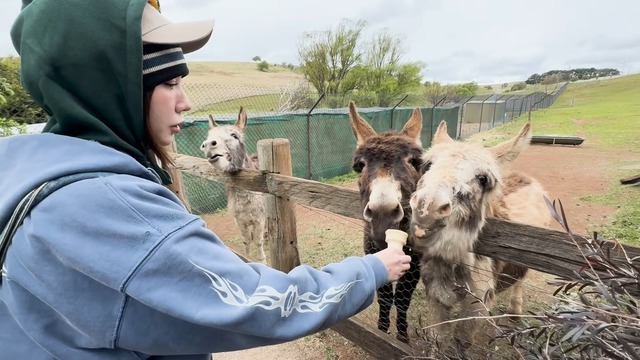 オーストラリアで動物と触れ合う仲里依紗親子