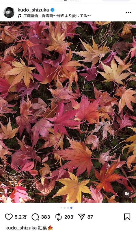 工藤静香、愛犬と紅葉を満喫の画像