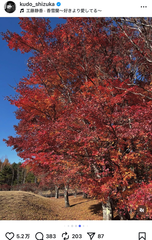 工藤静香、愛犬と紅葉を満喫の画像