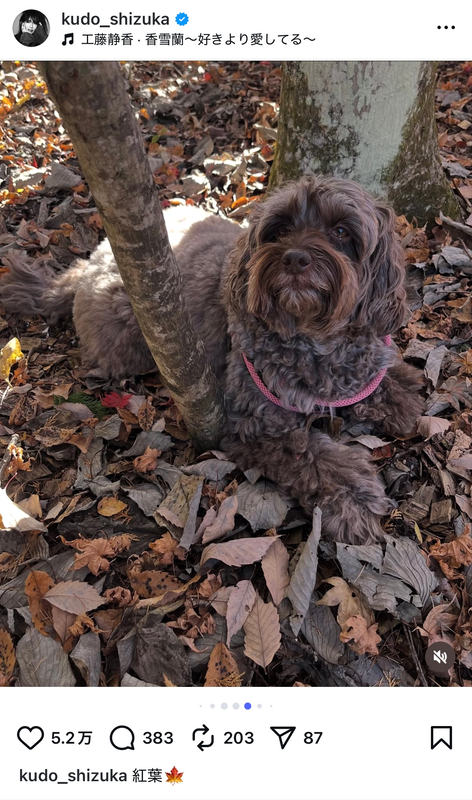 工藤静香、愛犬と紅葉を満喫の画像