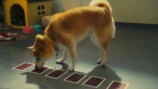 『シバのおきて』“エスパー犬”は本当？の画像