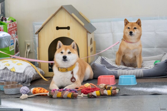 『シバのおきて』“エスパー犬”は本当?