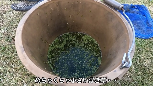 釣り系YouTuberが制作したビオトープ