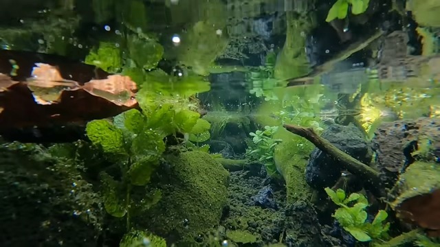 釣り系YouTuberが制作したビオトープ