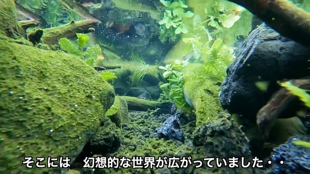 釣り系YouTuberが制作したビオトープ