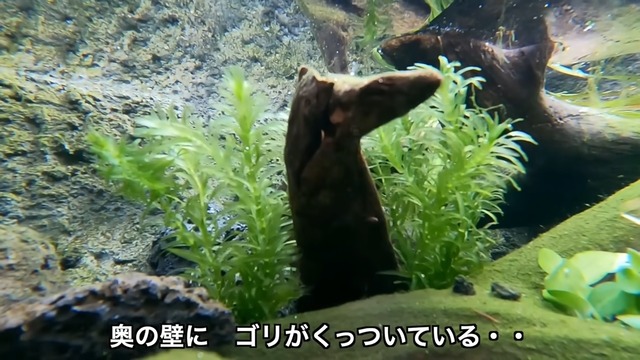 釣り系YouTuberが制作したビオトープ