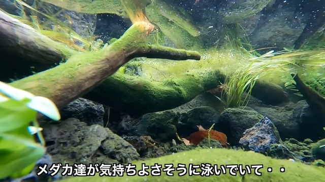 釣り系YouTuberが制作したビオトープ