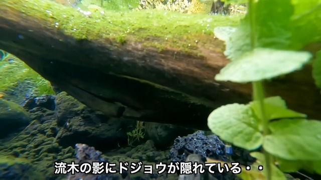 釣り系YouTuberが制作したビオトープ