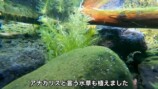 釣り系YouTuberが制作したビオトープ
