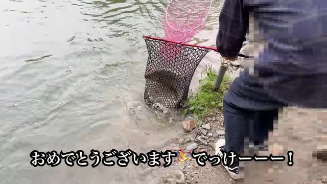 フィッシュパークで釣れたアルビノのニジマス