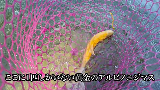 フィッシュパークで釣れたアルビノのニジマス