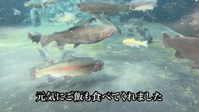 フィッシュパークで釣れたアルビノのニジマス