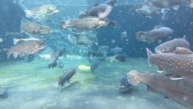 フィッシュパークで釣れたアルビノのニジマス