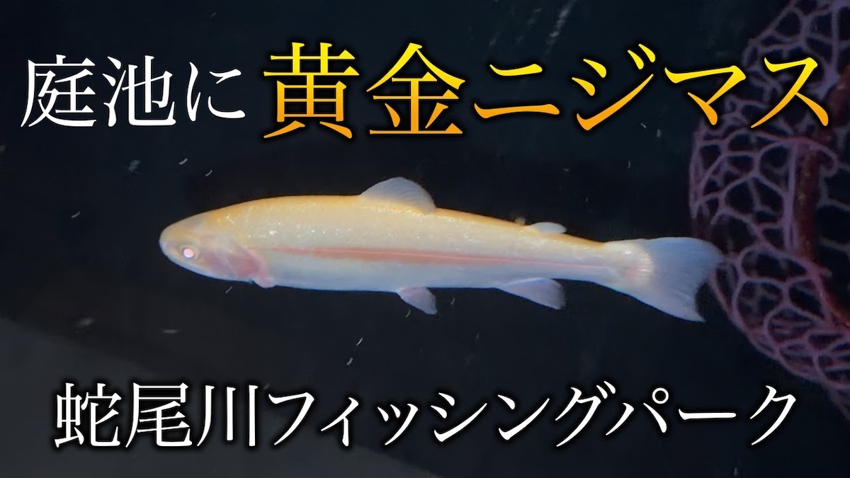 フィッシュパークで釣れたアルビノのニジマス