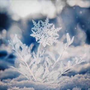 「ハナユキ」ジャケット