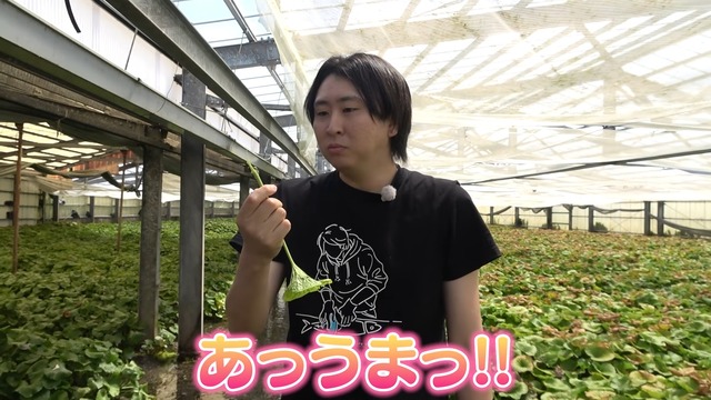 かねこが育てているわさび畑