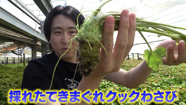 かねこが育てているわさび畑