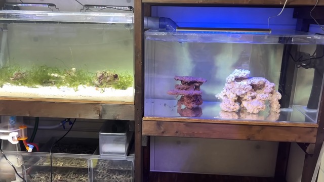 海ぶどうを水槽で飼育した結果