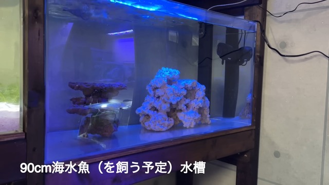 海ぶどうを水槽で飼育した結果