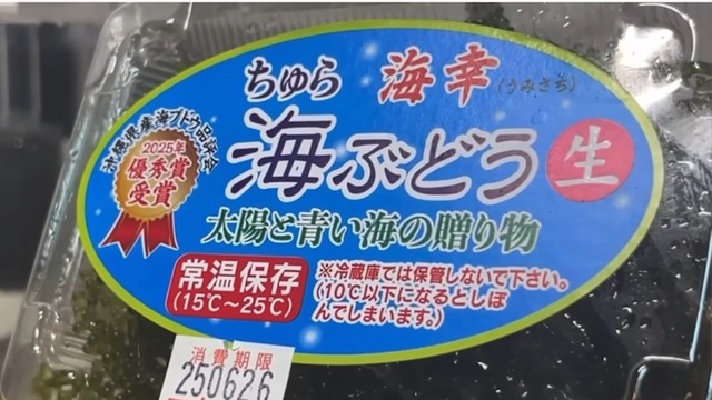海ぶどうを水槽で飼育した結果