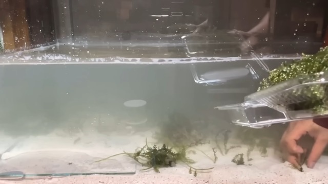 海ぶどうを水槽で飼育した結果