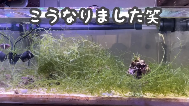 海ぶどうを水槽で飼育した結果