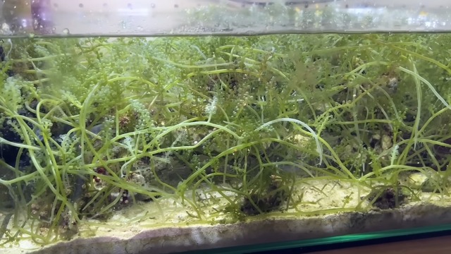 海ぶどうを水槽で飼育した結果