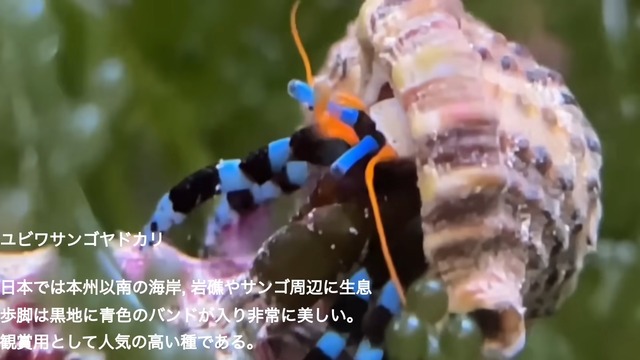 海ぶどうを水槽で飼育した結果