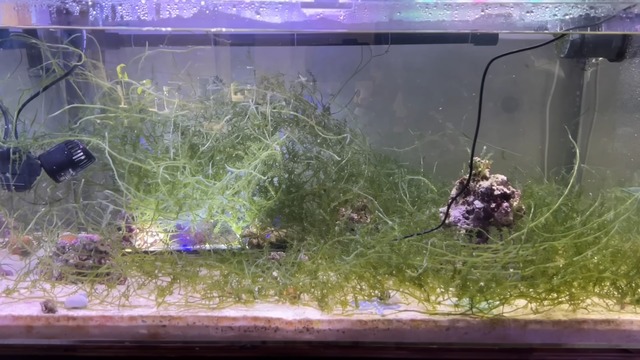 海ぶどうを水槽で飼育した結果