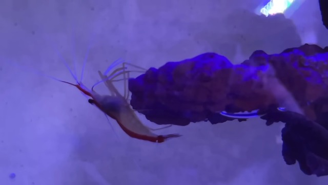 海ぶどうを水槽で飼育した結果