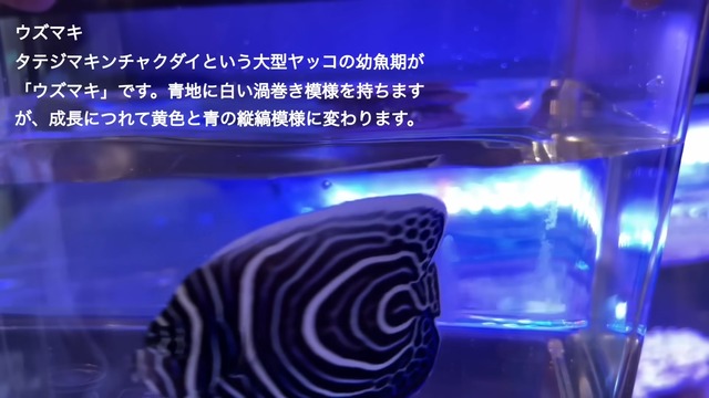 海ぶどうを水槽で飼育した結果