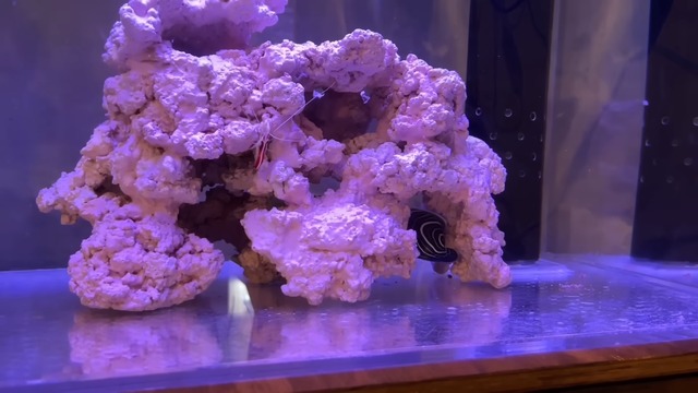 海ぶどうを水槽で飼育した結果