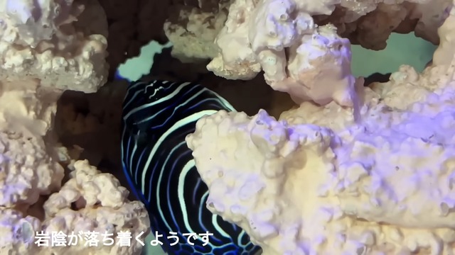 海ぶどうを水槽で飼育した結果