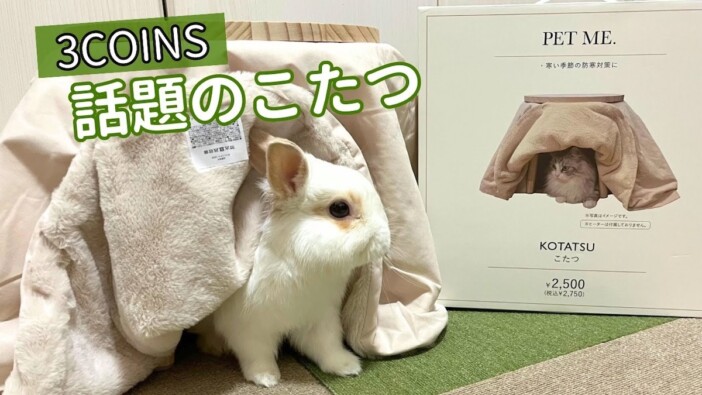 白うさぎのチロル、ペット用こたつ型ハウスに大興奮　潜り込んだ姿に視聴者「可愛すぎる」