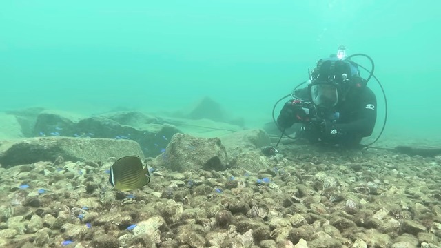 海中で魚を撮影する濱口優
