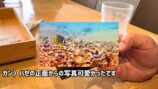 海中で魚を撮影する濱口優