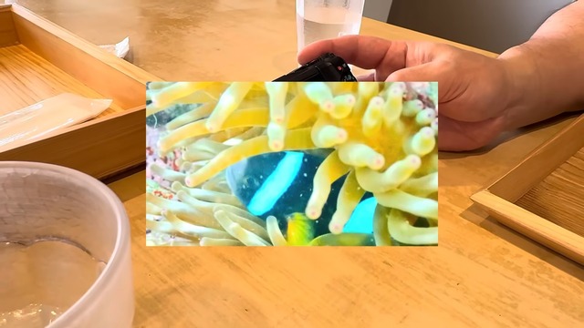 海中で魚を撮影する濱口優