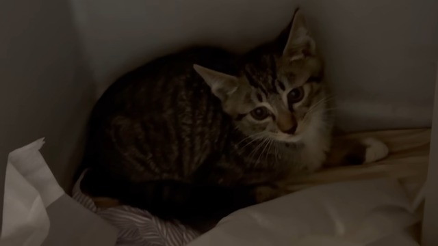 みりちゃむが保護した猫