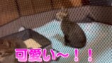 みりちゃむが保護した猫