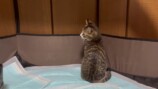 みりちゃむが保護した猫