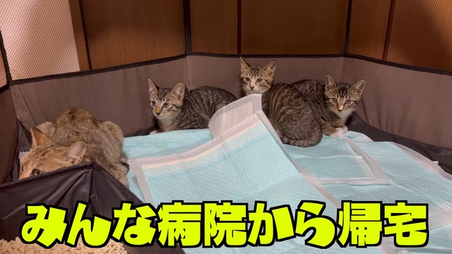 みりちゃむが保護した猫