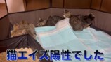 みりちゃむが保護した猫