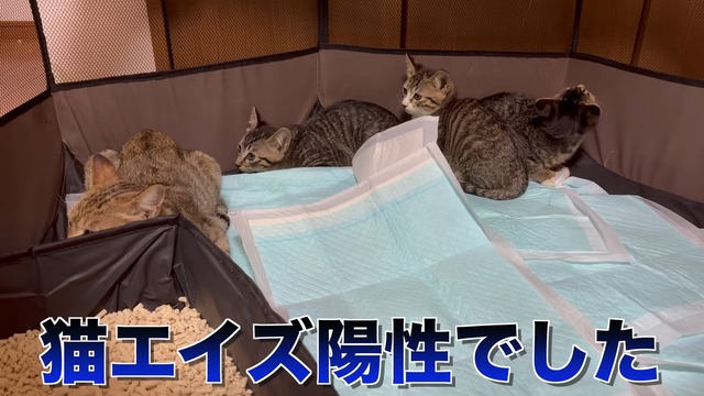 みりちゃむが保護した猫
