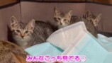みりちゃむが保護した猫