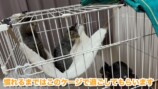 みりちゃむが保護した猫