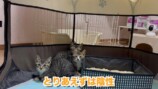 みりちゃむが保護した猫