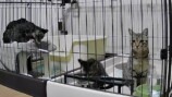 みりちゃむが保護した猫